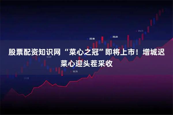 股票配资知识网 “菜心之冠”即将上市！增城迟菜心迎头茬采收